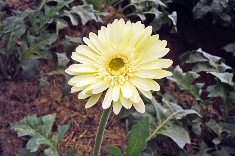 Gerbera - Gerbera jamesonii