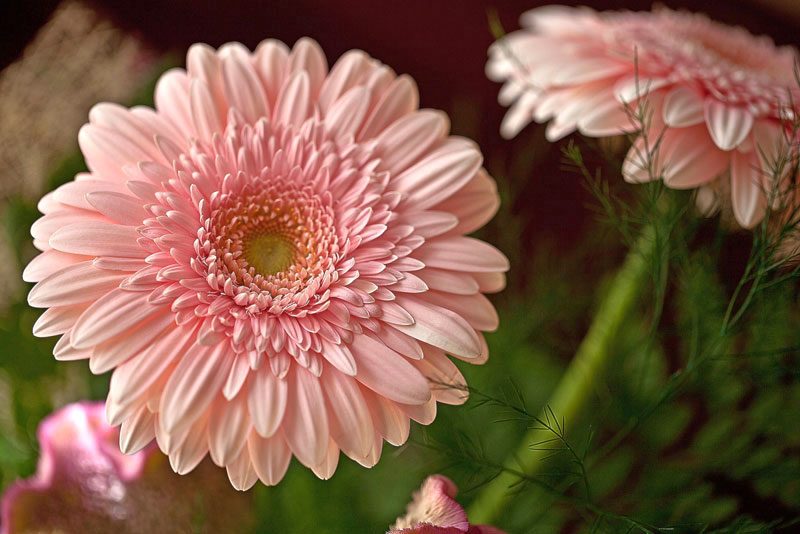 Gerbera - Gerbera jamesonii