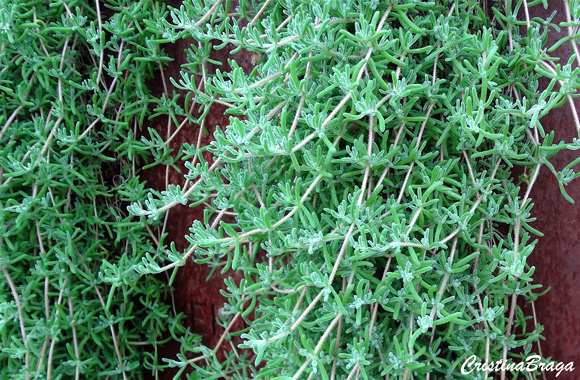Orvalho roxo - Drosanthemum hispidum