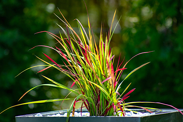 Sapê roxo - Imperata cylindrica "Red Baron"