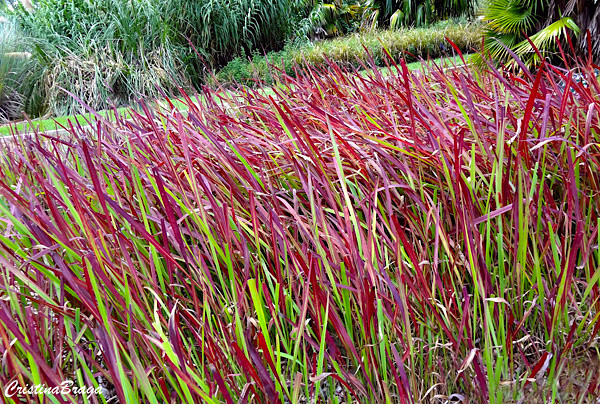 Sapê roxo - Imperata cylindrica "Red Baron"