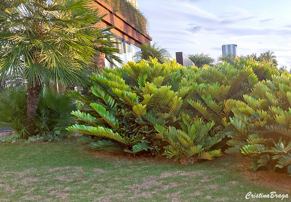 Zamia - Zamia furfuracea