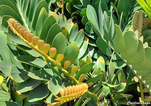 Zamia - Zamia furfuracea