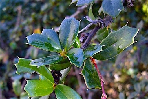 Berberis - Berberis darwinii