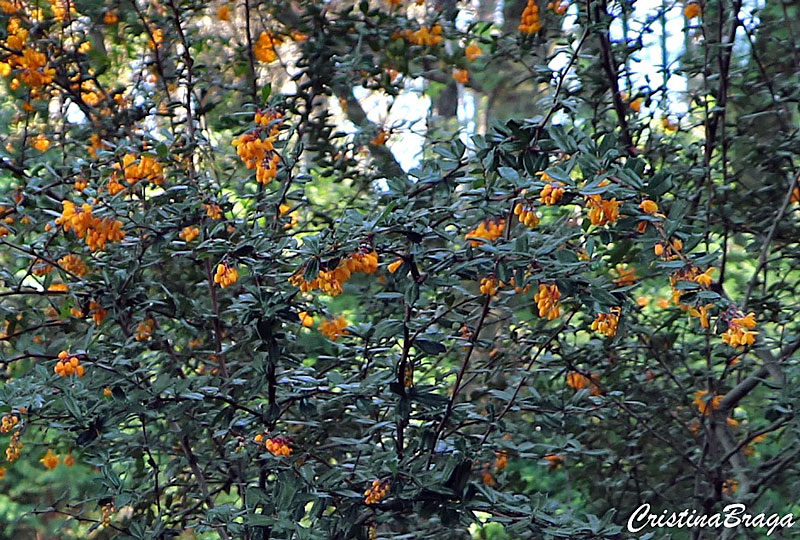 Berberis - Berberis darwinii