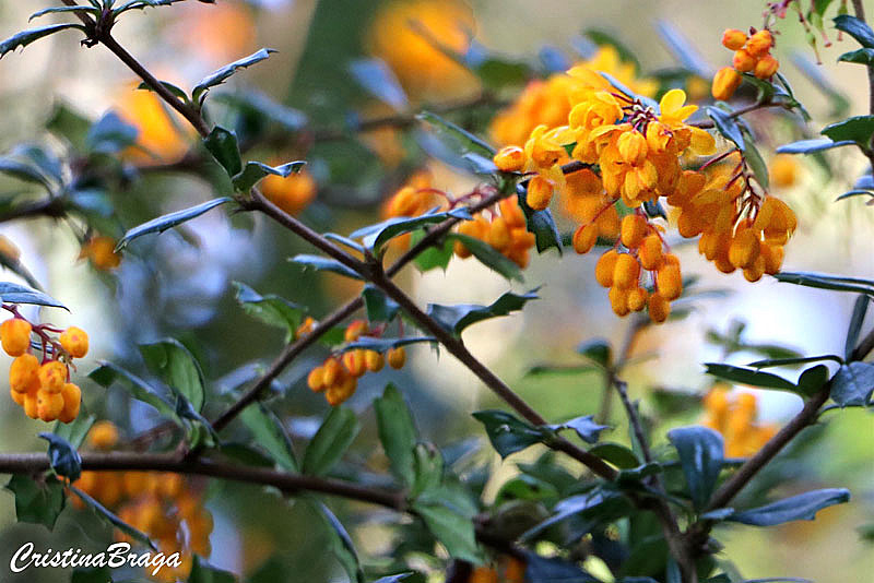 Berberis - Berberis darwinii