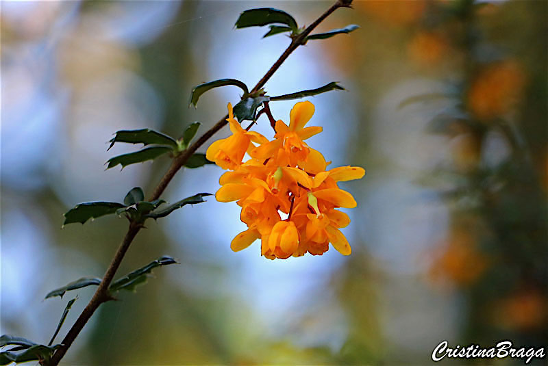 Berberis - Berberis darwinii