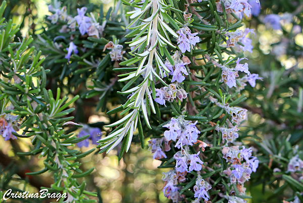 Alecrim pendente - Rosmarinus officinalis Prostratus