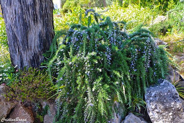 Alecrim pendente - Rosmarinus officinalis Prostratus