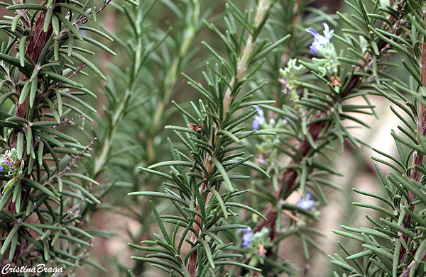 Alecrim - Rosmarinus officinalis