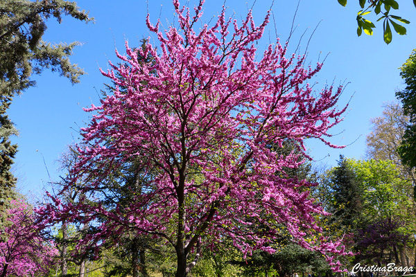 Árvore do Amor - Cercis siliquastrum