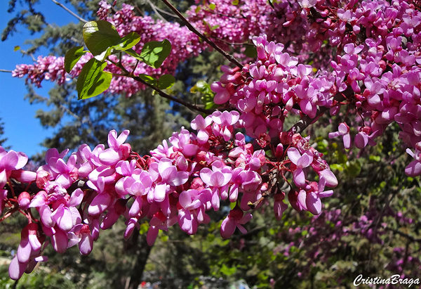 Árvore do Amor - Cercis siliquastrum