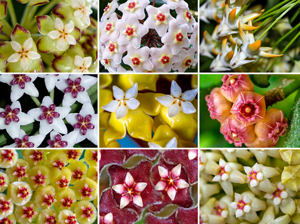 Flor de cera - Hoya carnosa