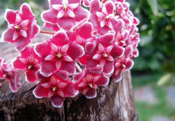 Flor de cera - Hoya carnosa