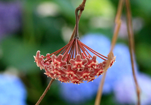 Flor de cera - Hoya carnosa