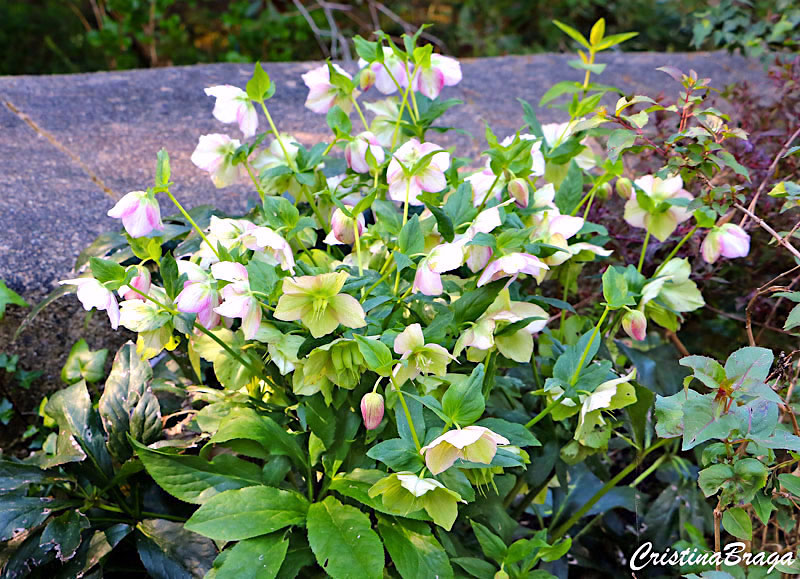 Heléboro - Helleborus orientalis