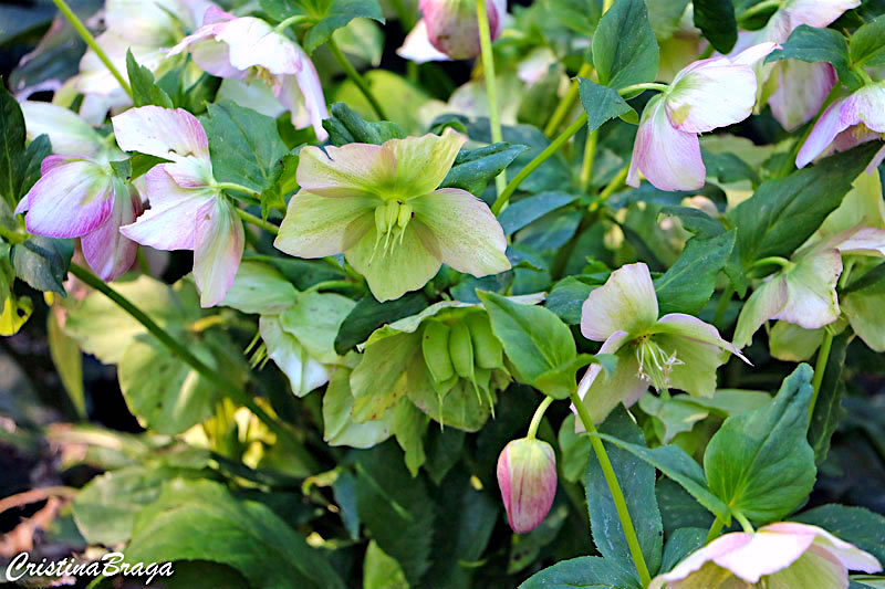 Heléboro - Helleborus orientalis