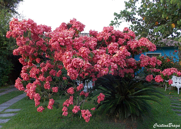 Mussaenda rosa - Mussaenda alicia