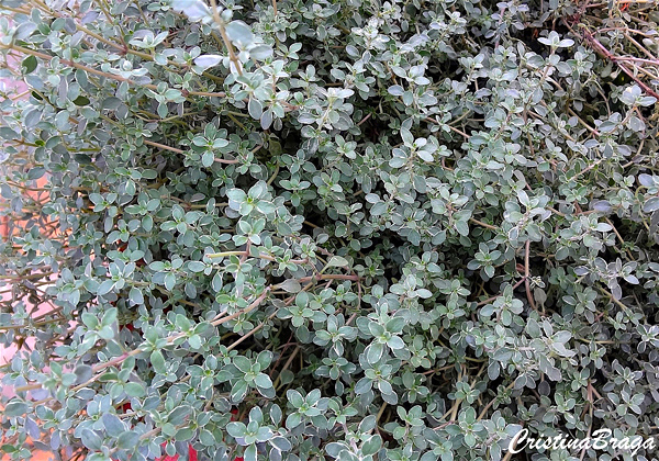 Tomilho-limão - Thymus x citriodorus 'Silver Queen'