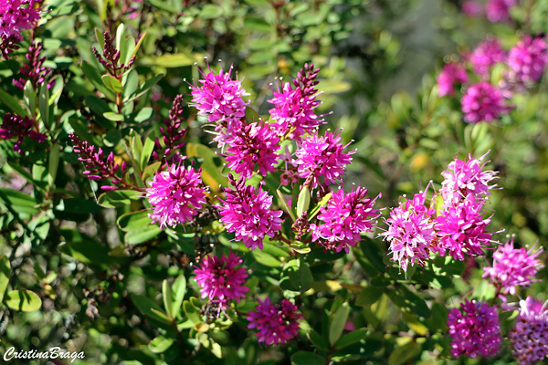 Verônica - Hebe speciosa “Wiri Charm"