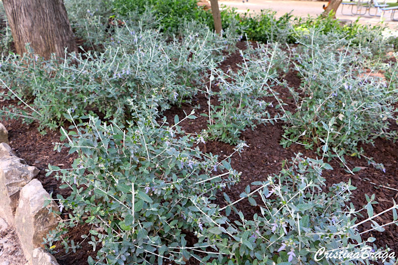 Mato-branco - Teucrium fruticans