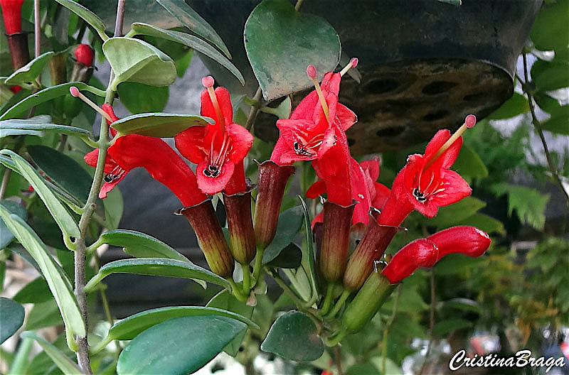 Planta-batom – Aeschynanthus radicans