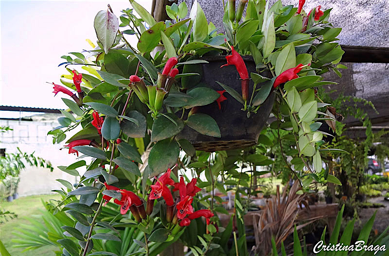 Planta-batom – Aeschynanthus radicans