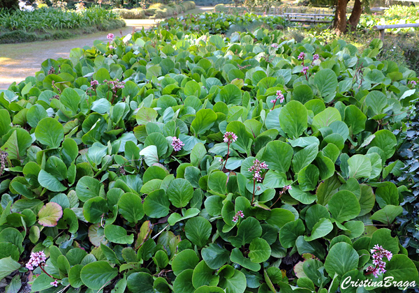 Bergenia - Bergenia crassifolia