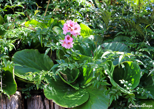 Bergenia - Bergenia crassifolia