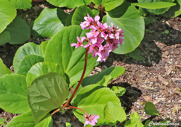 Bergenia - Bergenia crassifolia