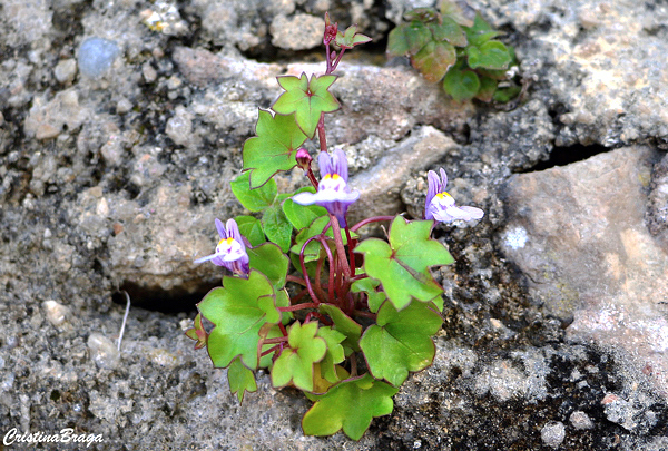 Linária - Cymbalaria muralis