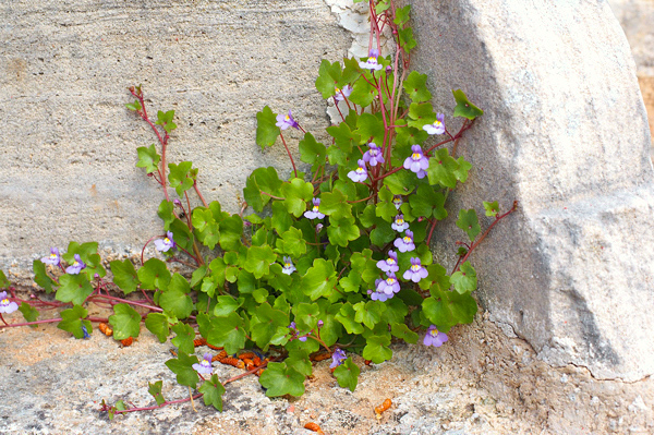 Linária - Cymbalaria muralis