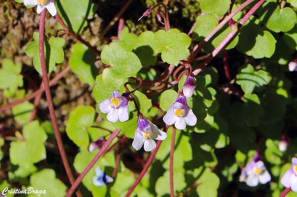 Linária - Cymbalaria muralis