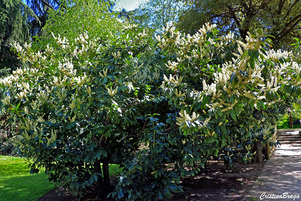 Louro-cerejo - Prunus laurocerasus