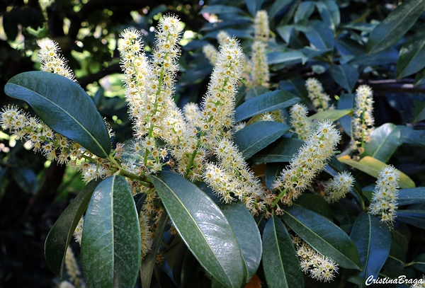 Louro-cerejo - Prunus laurocerasus