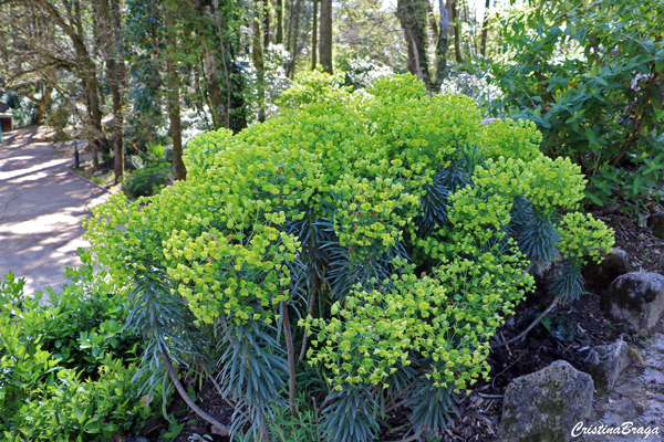 Spurge - Euphorbia characias