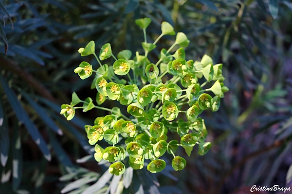 Spurge - Euphorbia characias