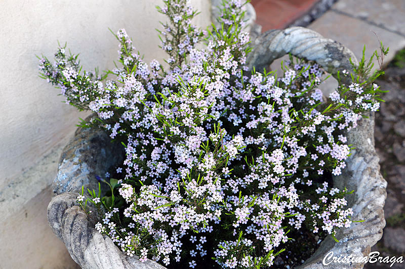 Diosma – Diosma ericoides