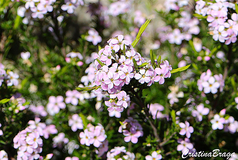 Diosma – Diosma ericoides