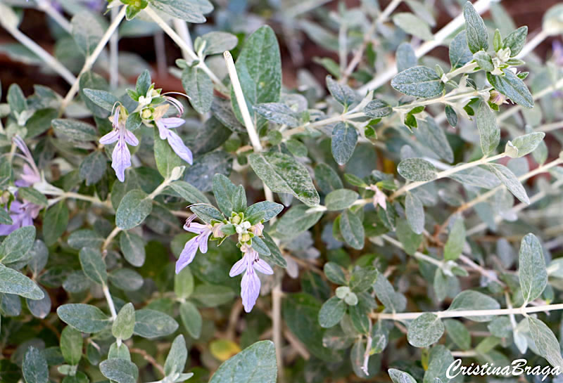 Mato-branco - Teucrium fruticans