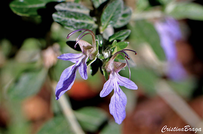 Mato-branco - Teucrium fruticans