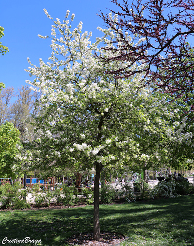 Abrunheiro - Prunus domestica