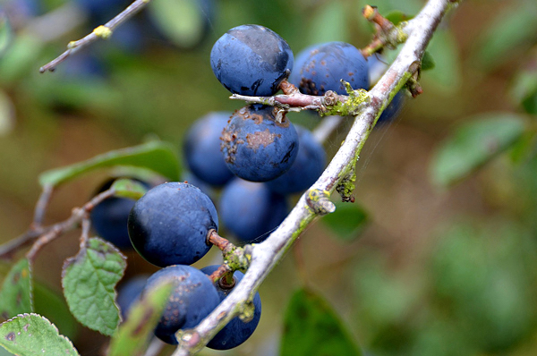 Abrunheiro - Prunus domestica