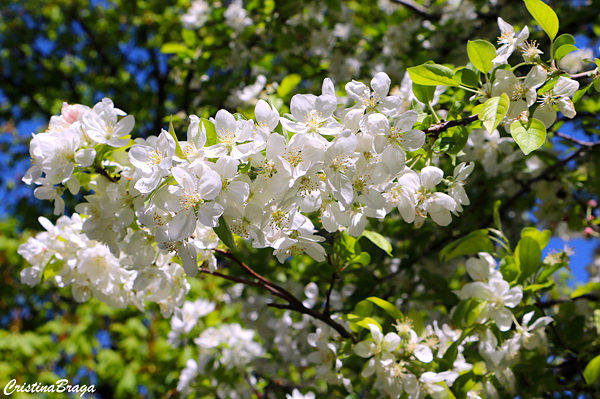 Abrunheiro - Prunus domestica