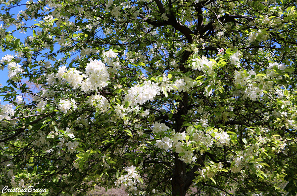 Abrunheiro - Prunus domestica