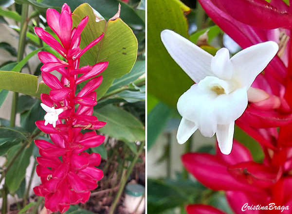 Alpinia