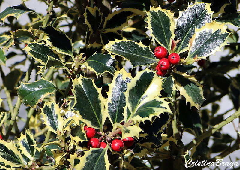 Azevinho - Ilex aquifolium