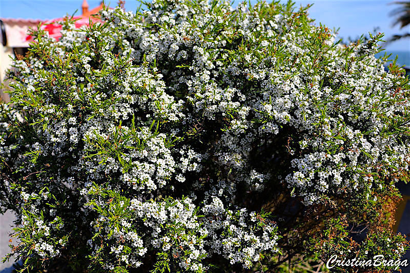 Coleonema - Coleonema album