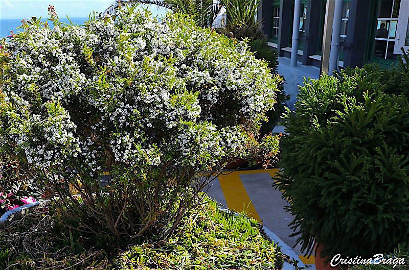 Coleonema - Coleonema album