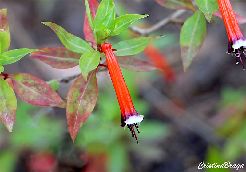 Flor de Santo Antonio - Cuphea ignea